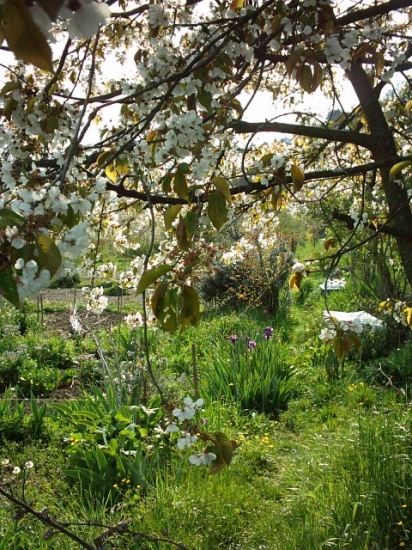 cerisiers-autres-jardins-prives-france-8740198017-940800