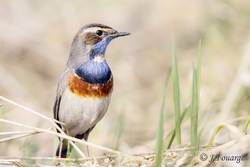 Gorgebleue à miroir Luscinia svecica Bluethroat