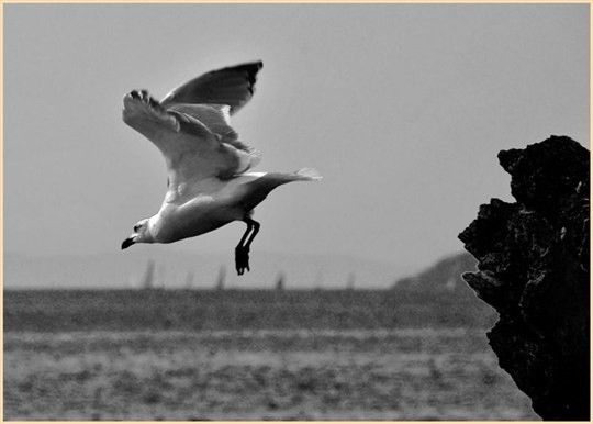 16532512_10494545_35750364