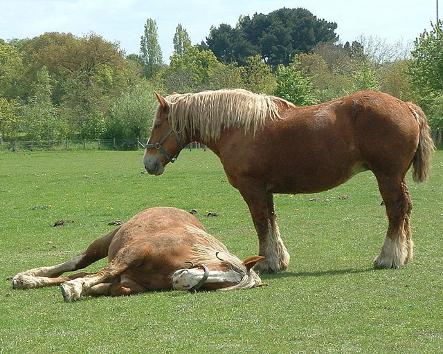 cheval-trait-breton1