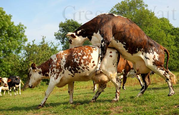Vache Normande 03