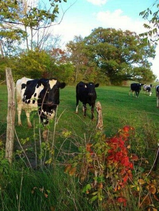 7ad069366aef0e688da61148b961573e