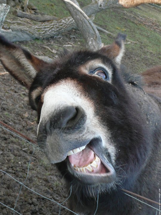 73953_1695378381763_1156942932_31913251_3601514_n