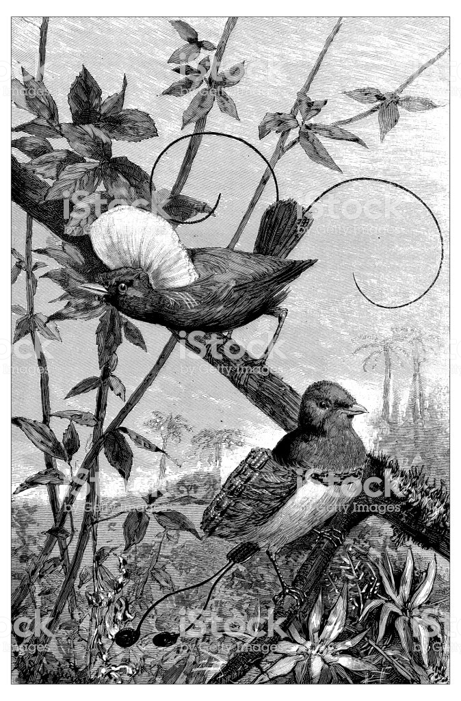 Antique engraving illustration: Bird of paradise and King bird of paradise